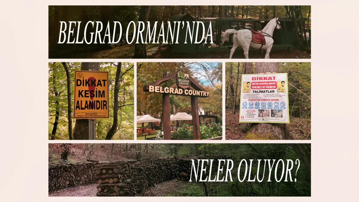 Belgrad Ormanı’nda neler oluyor?