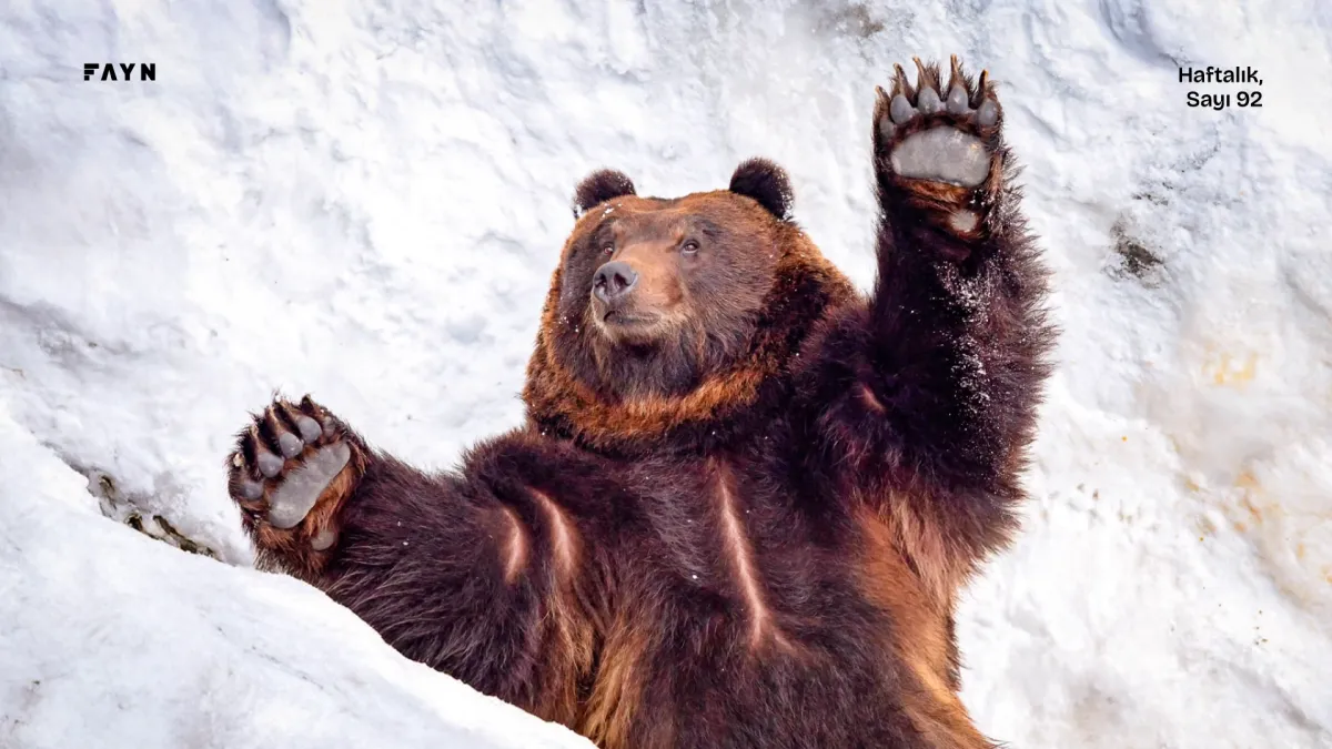 Kış uykusuna yatmayı reddedenlerin yılı
