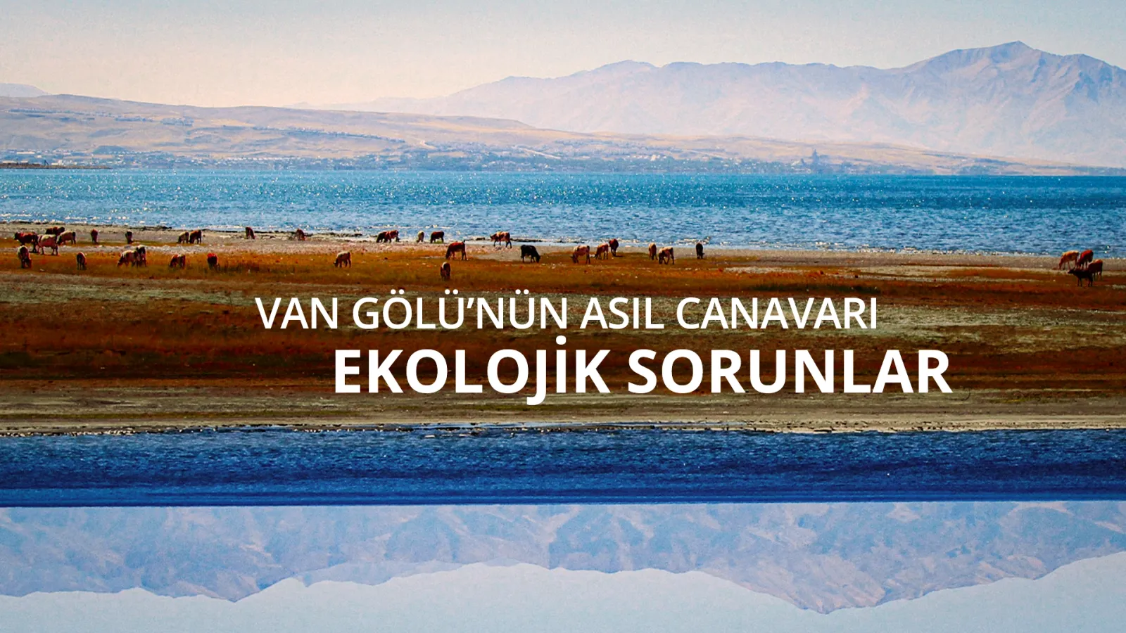 Van Gölü’nün asıl canavarı: Sessizce solan bir ekosistem