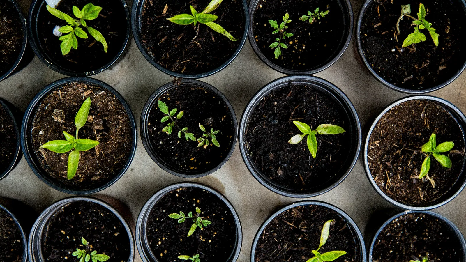 Dünyayı kompost kurtaracak