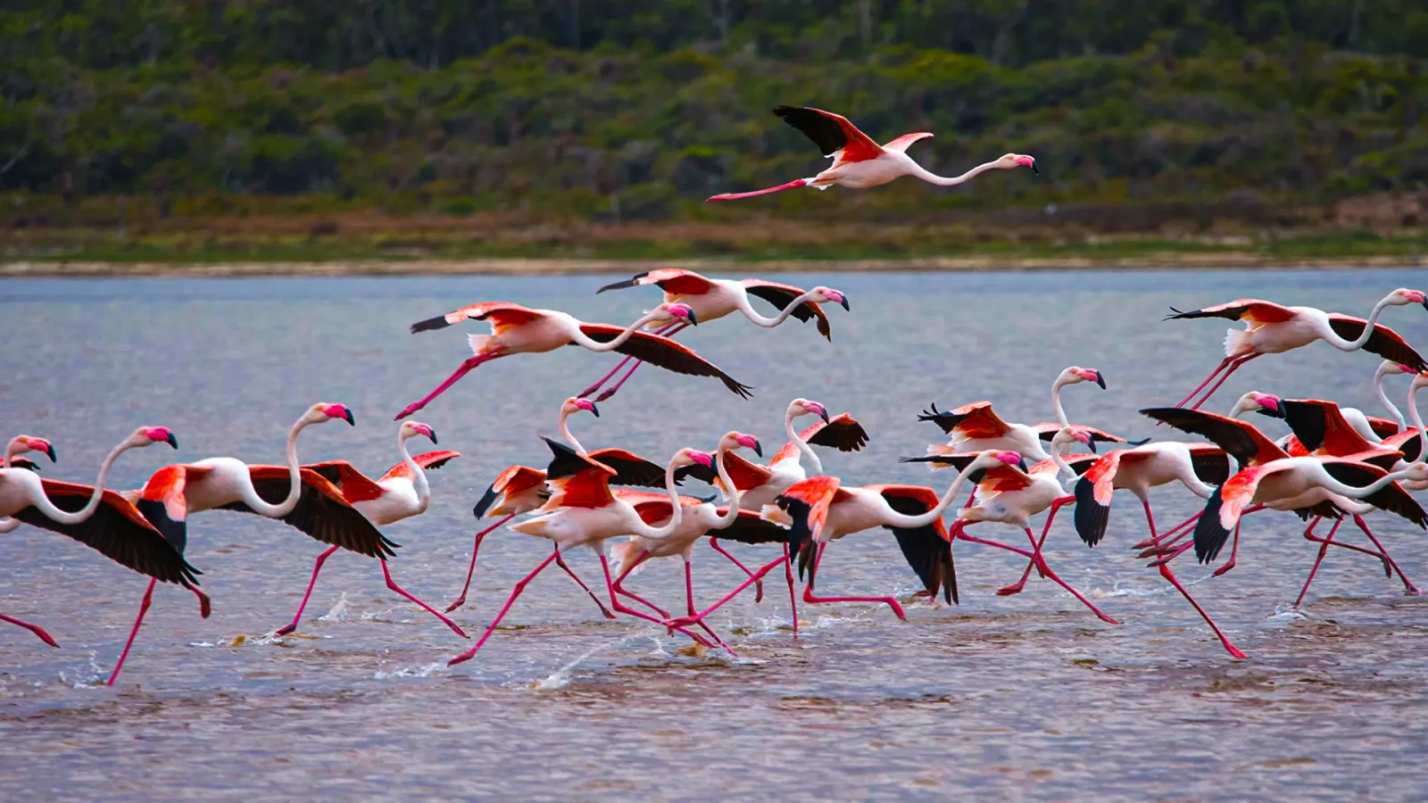 Kuşlar gittiğinde: Mega projelere feda edilen sulak alanlar