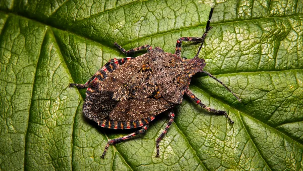 Kokarca (osuruk) böceği: yeni baş belası