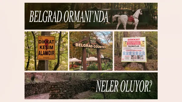 Belgrad Ormanı’nda neler oluyor?