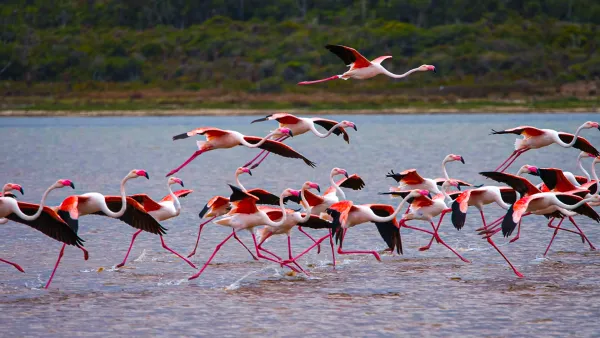 Kuşlar gittiğinde: Mega projelere feda edilen sulak alanlar
