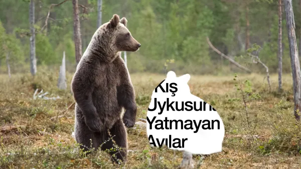 Suçlu ayılar mı?